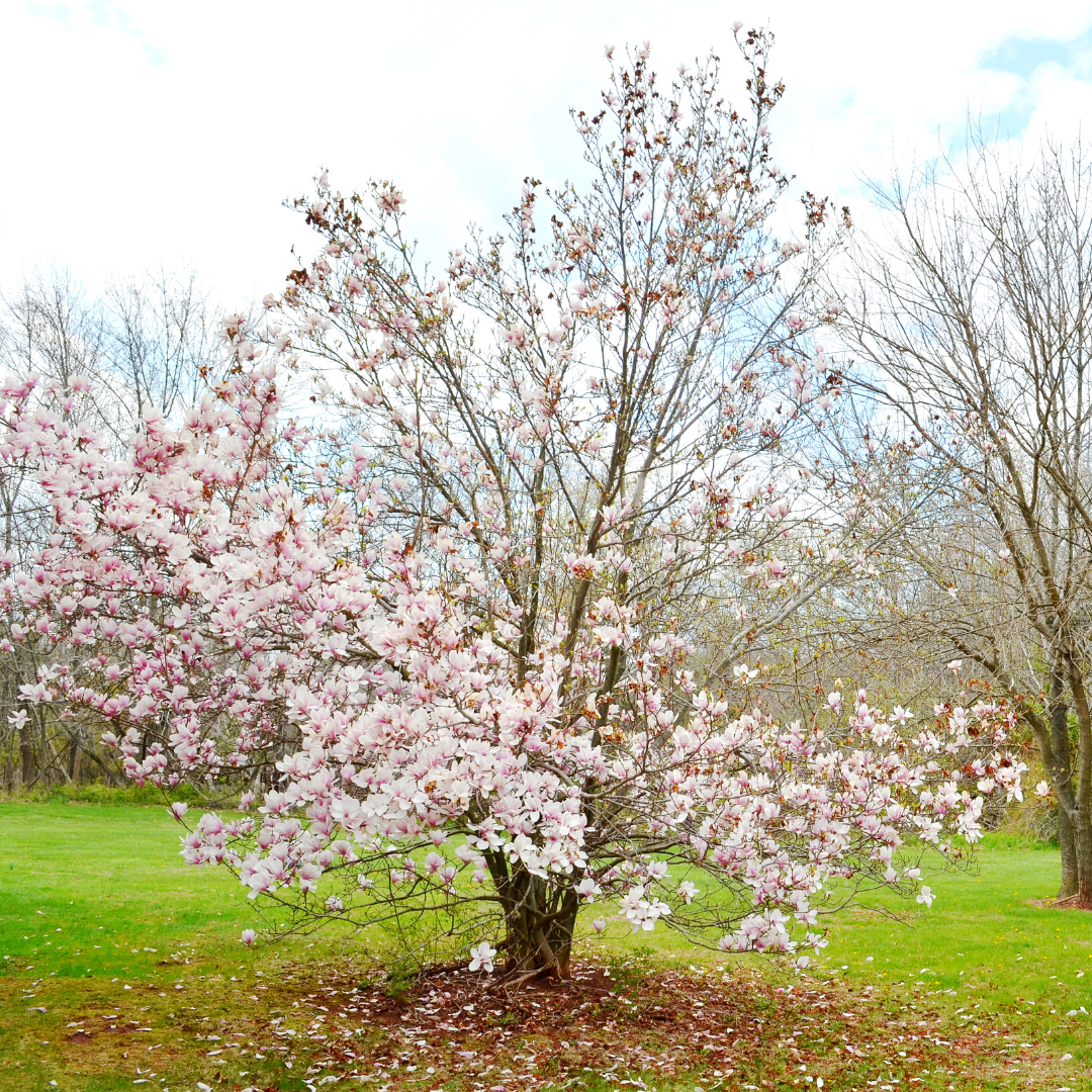 Magnolia Tree Blooming