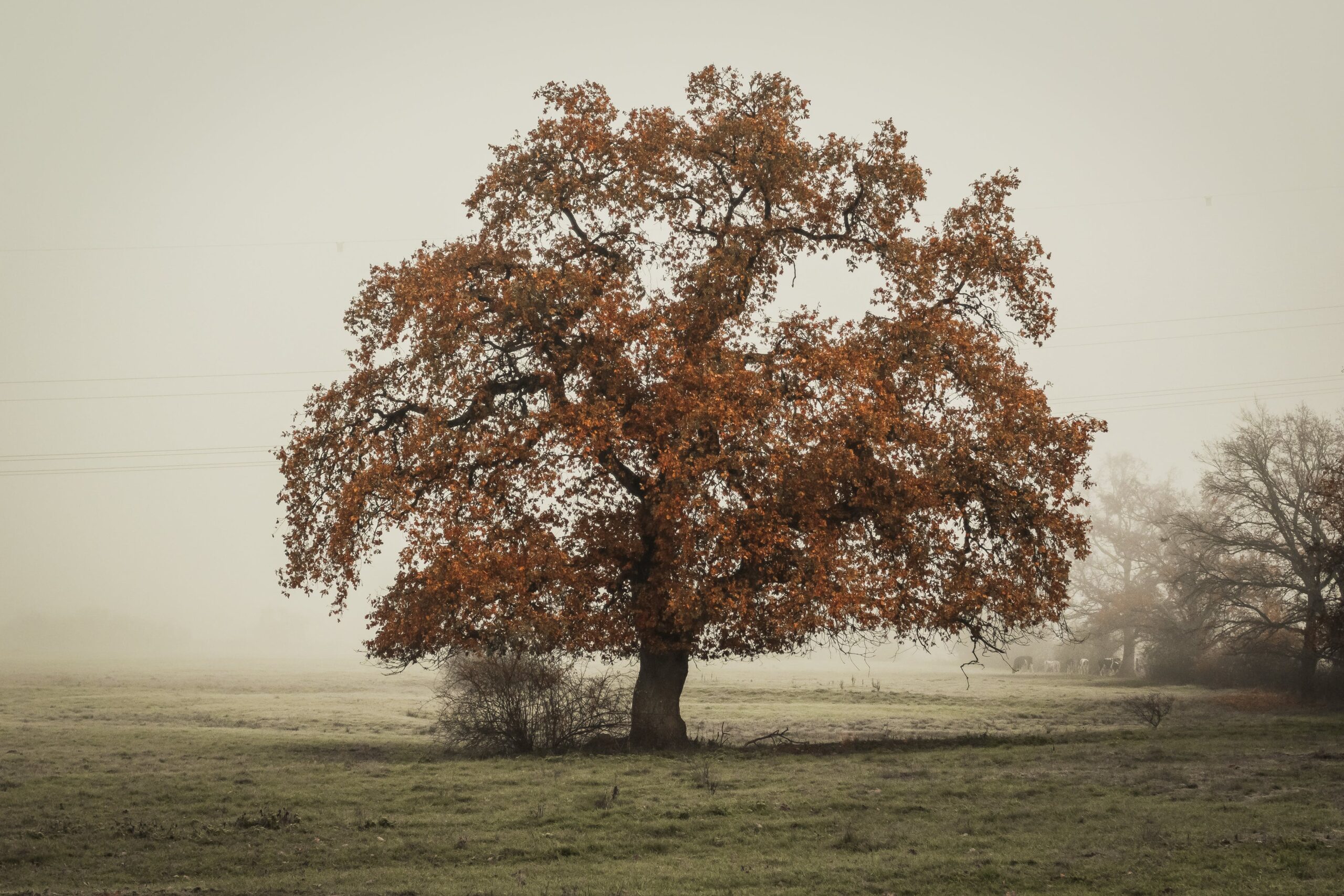 A tree in a foggy field